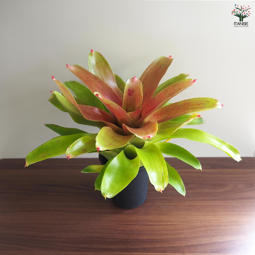 ネオレゲリア　バイーアナ　会長株 ネオレゲリア バイーアナ 会長株