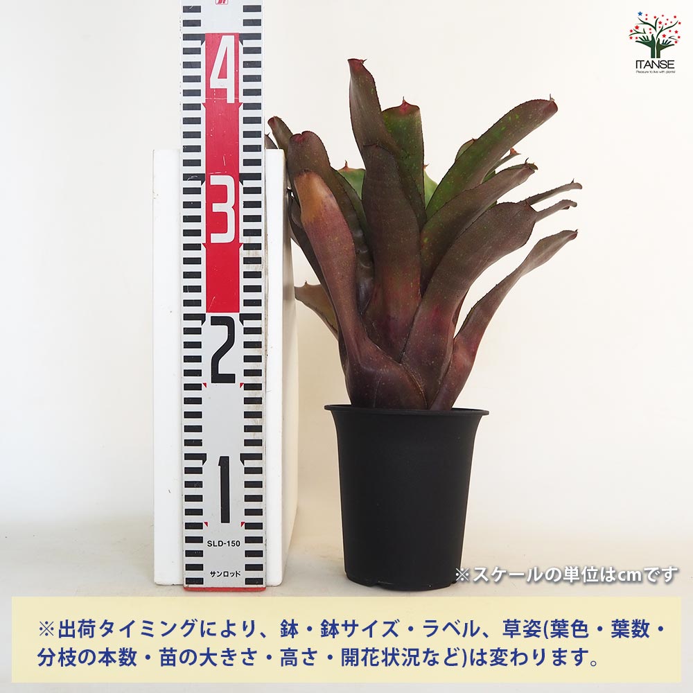 ネオレゲリア ミッドナイトマーブル 【観葉植物 4号／1個売り