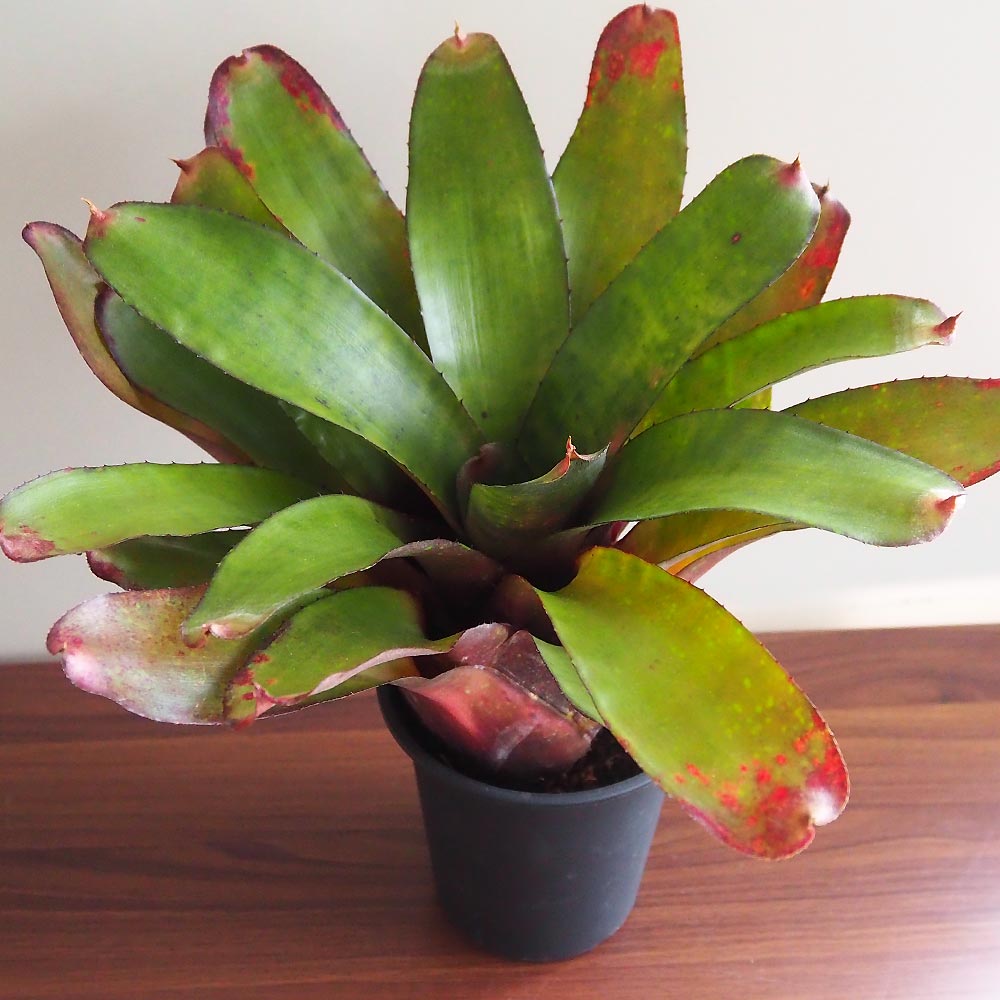 ネオレゲリア ミッドナイトマーブル 【観葉植物 4号／1個売り】