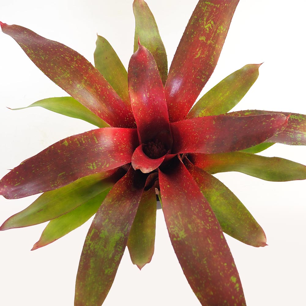 ネオレゲリア ジャスティンズソング 【観葉植物 4号／1個売り】