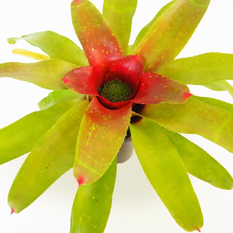 ユッカ ロストラータ 【観葉植物 4号】｜ 【植物のITANSE】全品