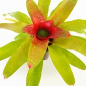 ネオレゲリア カロリーナ 【観葉植物 5号／1個売り】|観葉植物