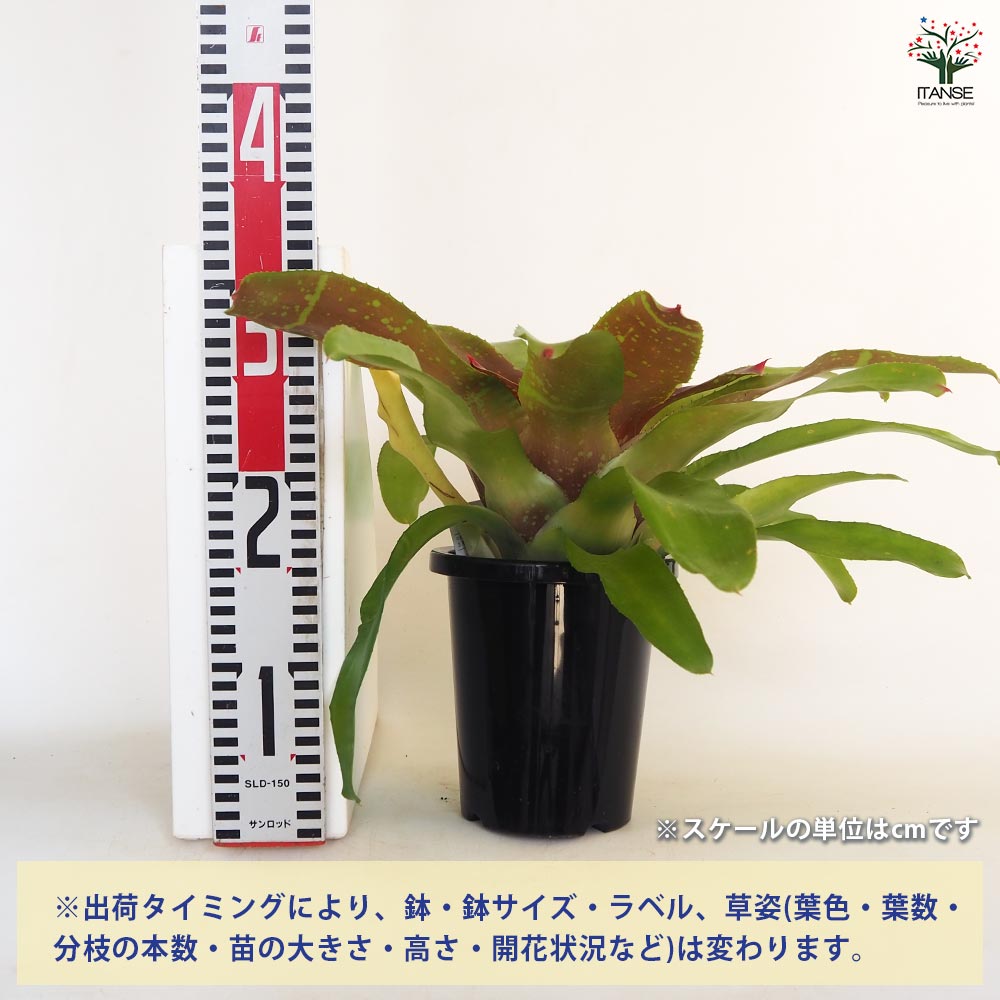 ネオレゲリア カロリーナ 【観葉植物 5号／1個売り】｜ 【植物の