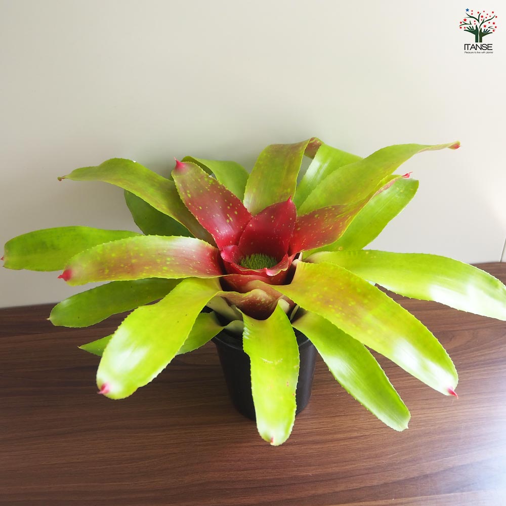 ネオレゲリア カロリーナ 【観葉植物 5号／1個売り】｜ 【植物の