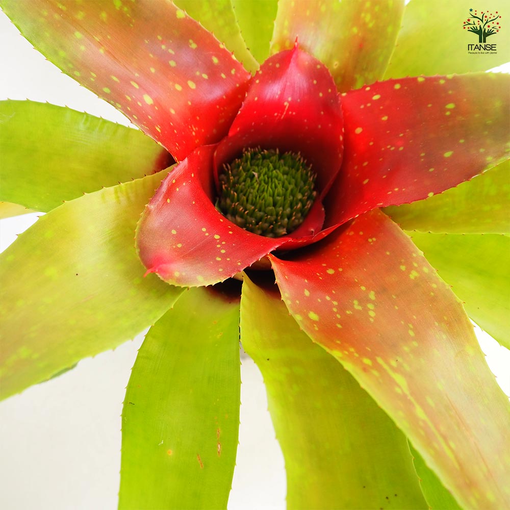 ネオレゲリア カロリーナ 【観葉植物 5号／1個売り】｜ 【植物の