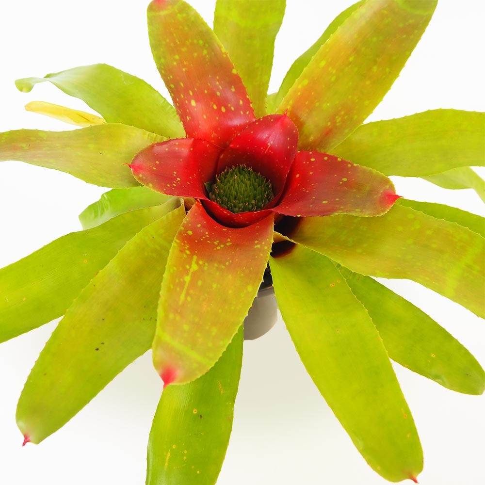 ネオレゲリア カロリーナ 【観葉植物 5号／1個売り】