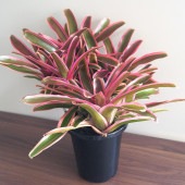 ネオレゲリア ファイヤーボール バリエガータ 【観葉植物 5号／1個売り】|観葉植物