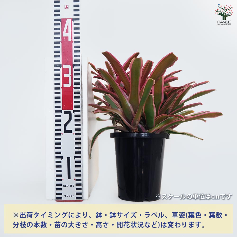 ネオレゲリア ファイヤーボール バリエガータ 【観葉植物 5号／1個売り