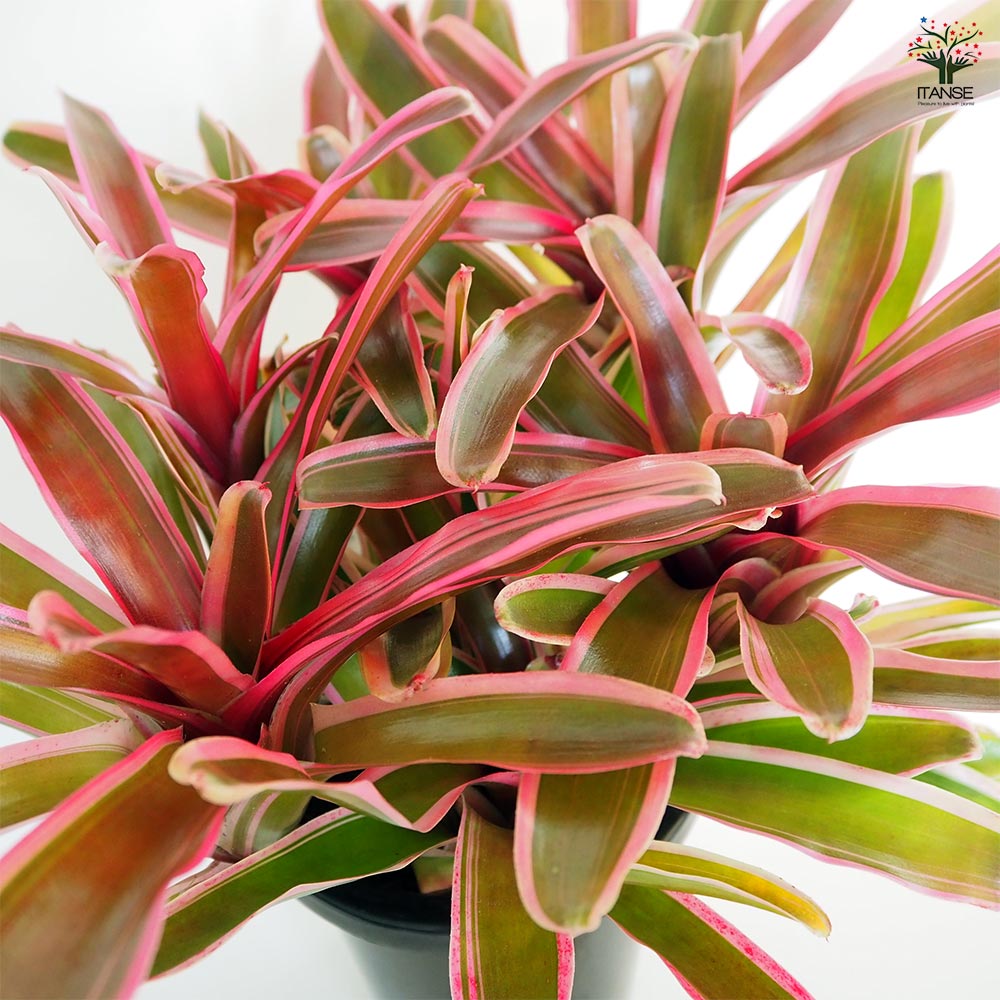 ネオレゲリア ファイヤーボール バリエガータ 【観葉植物 5号／1個売り