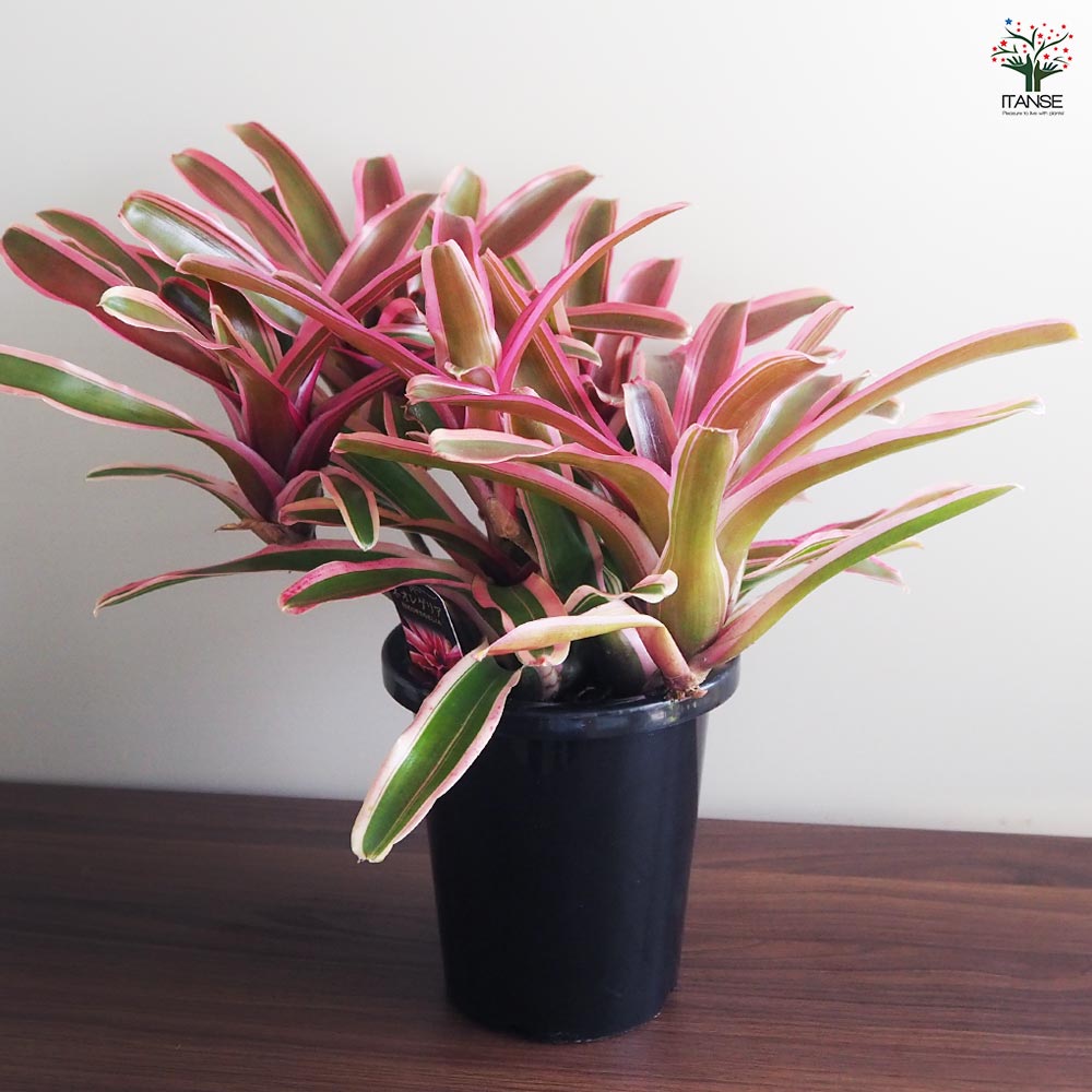 ネオレゲリア ファイヤーボール バリエガータ 【観葉植物 5号／1個売り