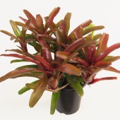 ネオレゲリア リオオブリオ 【観葉植物 5号／1個売り】|観葉植物