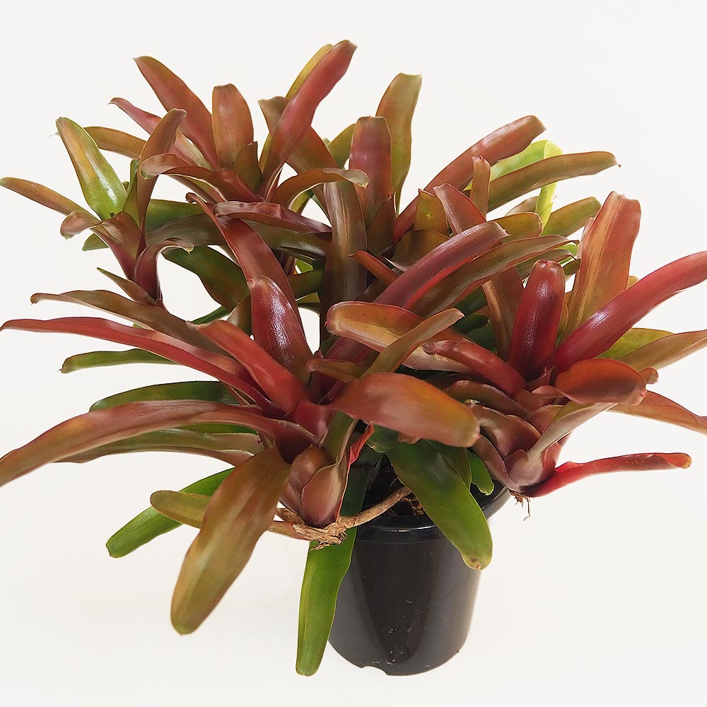 ネオレゲリア リオオブリオ 【観葉植物 5号／1個売り】｜ 【植物の