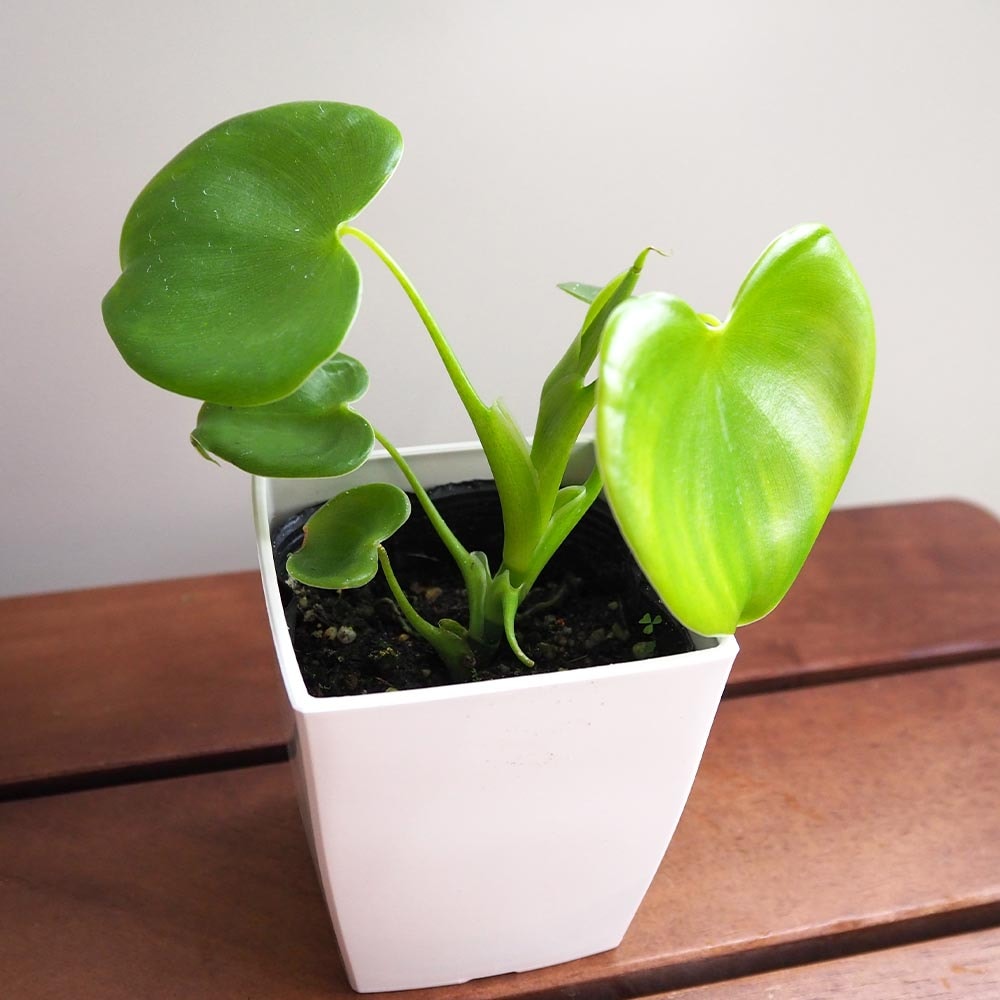ハートフィロデンドロン 【観葉植物 3号】