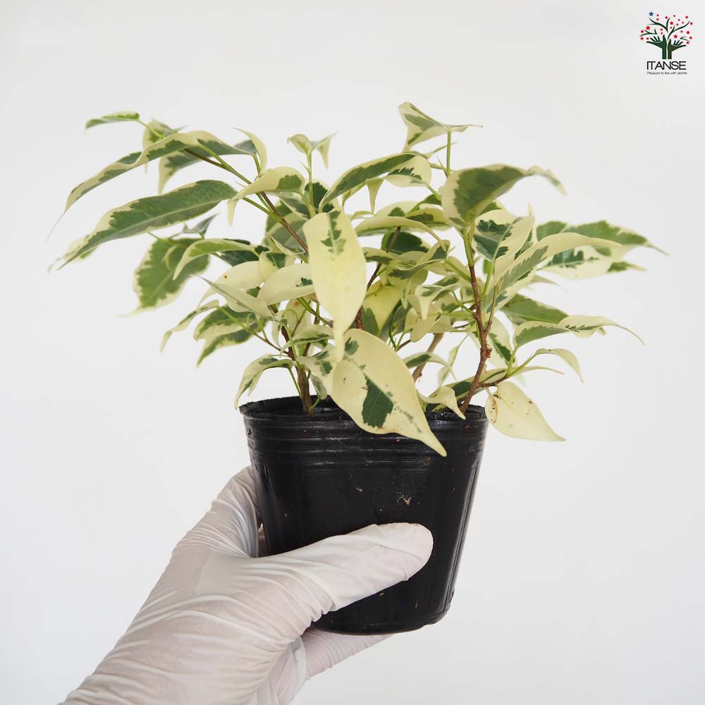 フィカス ベンジャミン スターライト 【観葉植物 3号】｜ 【植物の