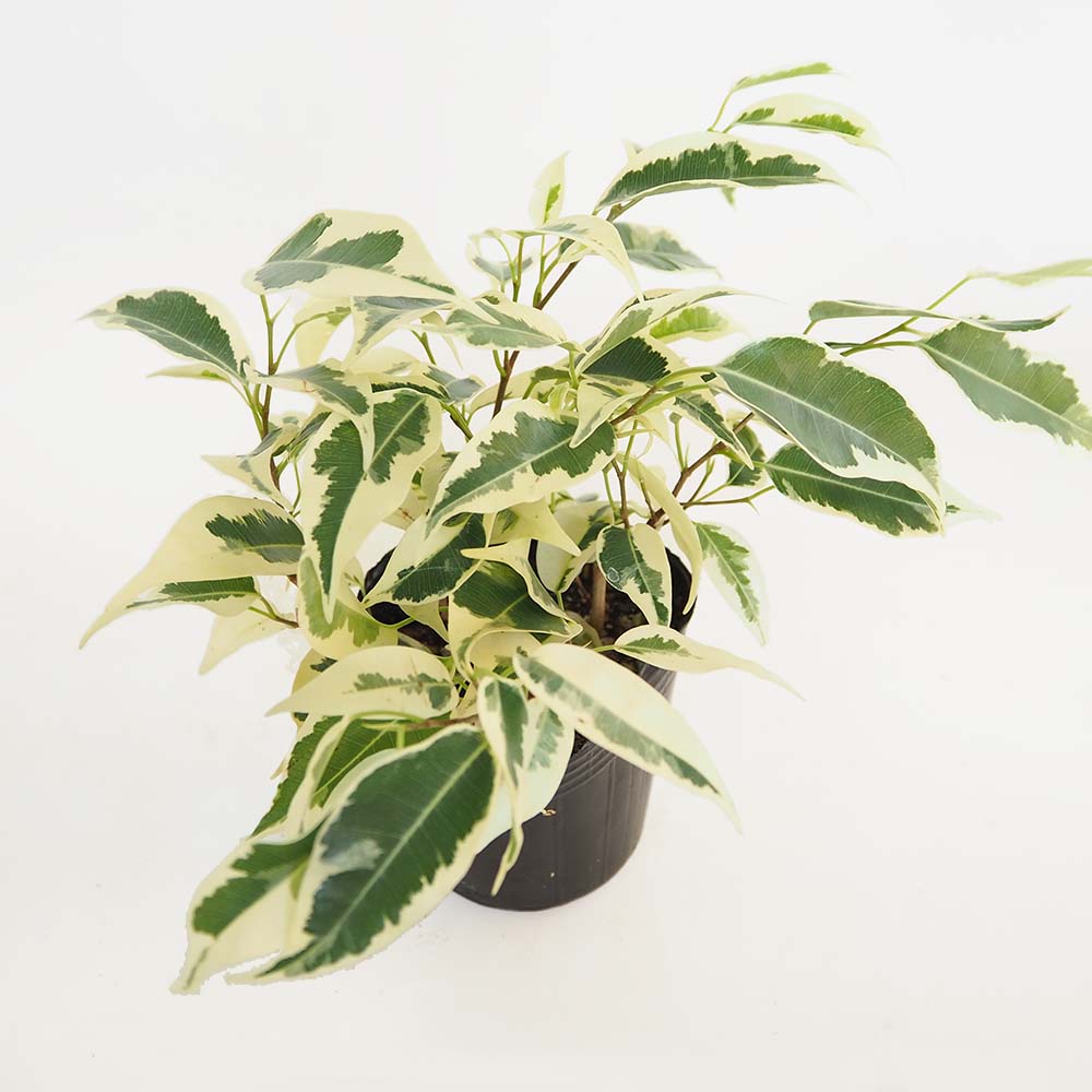 フィカス ベンジャミン スターライト 【観葉植物 3号】｜ 【植物の