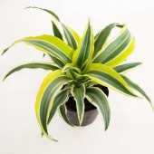ドラセナ ワーネッキー レモンライム 【観葉植物 3号】|観葉植物