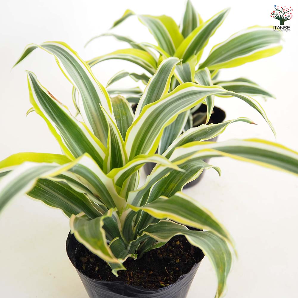 ドラセナ ワーネッキー レモンライム 【観葉植物 3号】｜ 【植物