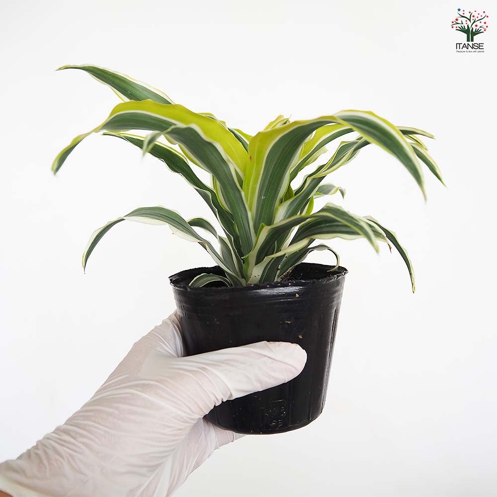 ドラセナ ワーネッキー レモンライム 【観葉植物 3号】｜ 【植物