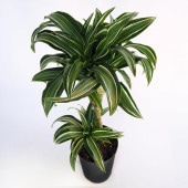 ドラセナ ジェイドジュエル 【観葉植物 7号／1個売り】|観葉植物