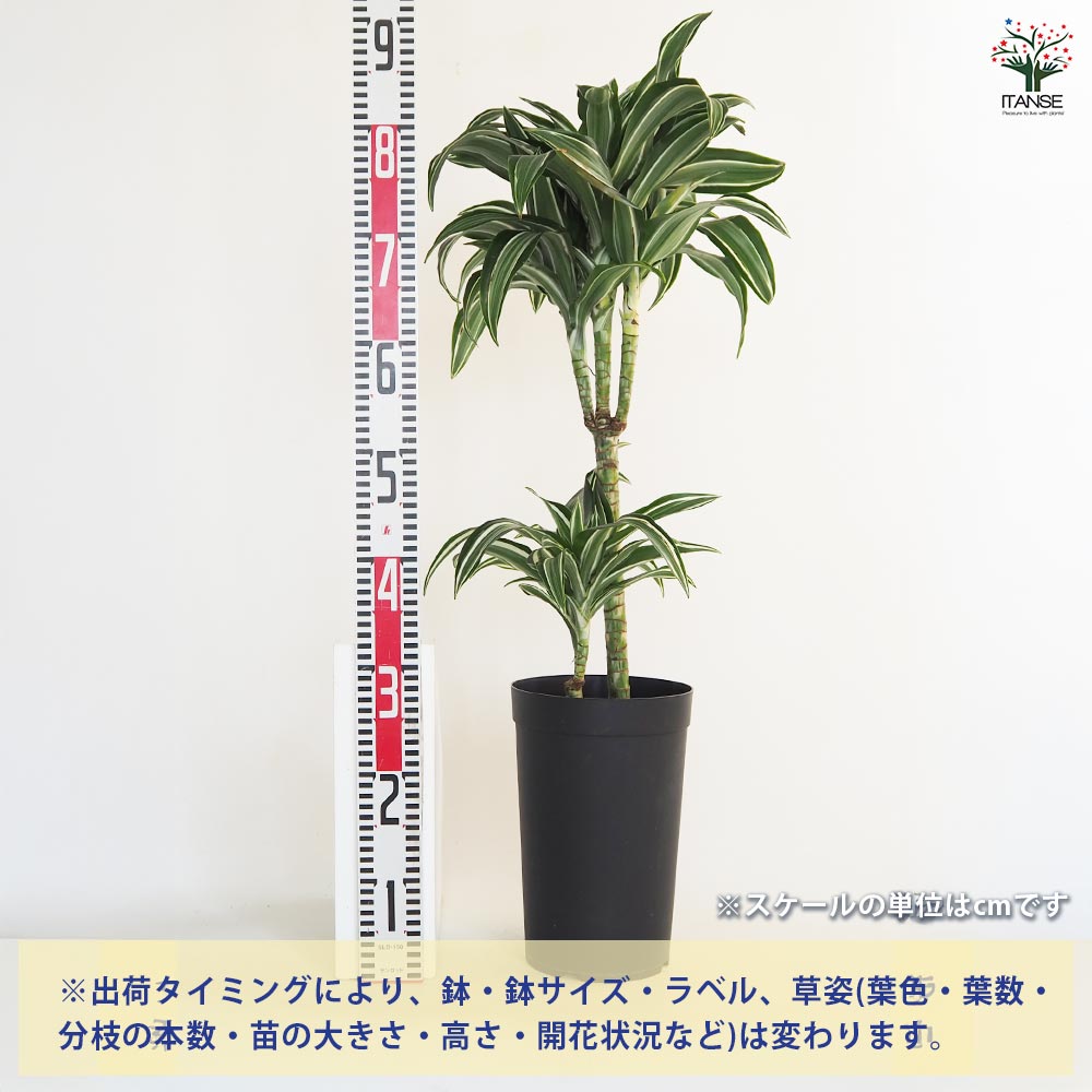 ドラセナ ジェイドジュエル 【観葉植物 7号／1個売り】｜ 【植物の