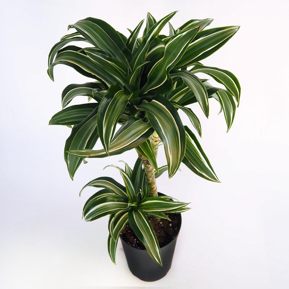 ドラセナ ジェイドジュエル 【観葉植物 7号／1個売り】