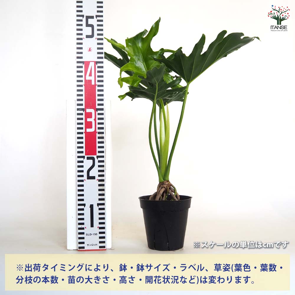 セローム　根上がり　幹上り　フィロデンドロン フィロデンドロン：セローム（根上がり） 7号24-01 の通販