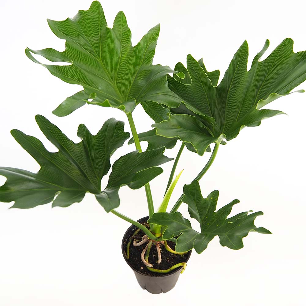 フィロデンドロン セローム 根上がり 【観葉植物 4号/1個売り】