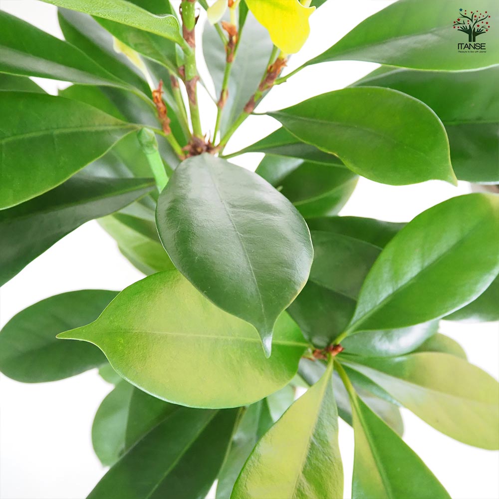 フィカス キアティスティプラ フィカス：キアティスティプラ 5号鉢植え の通販 | 園芸ネット