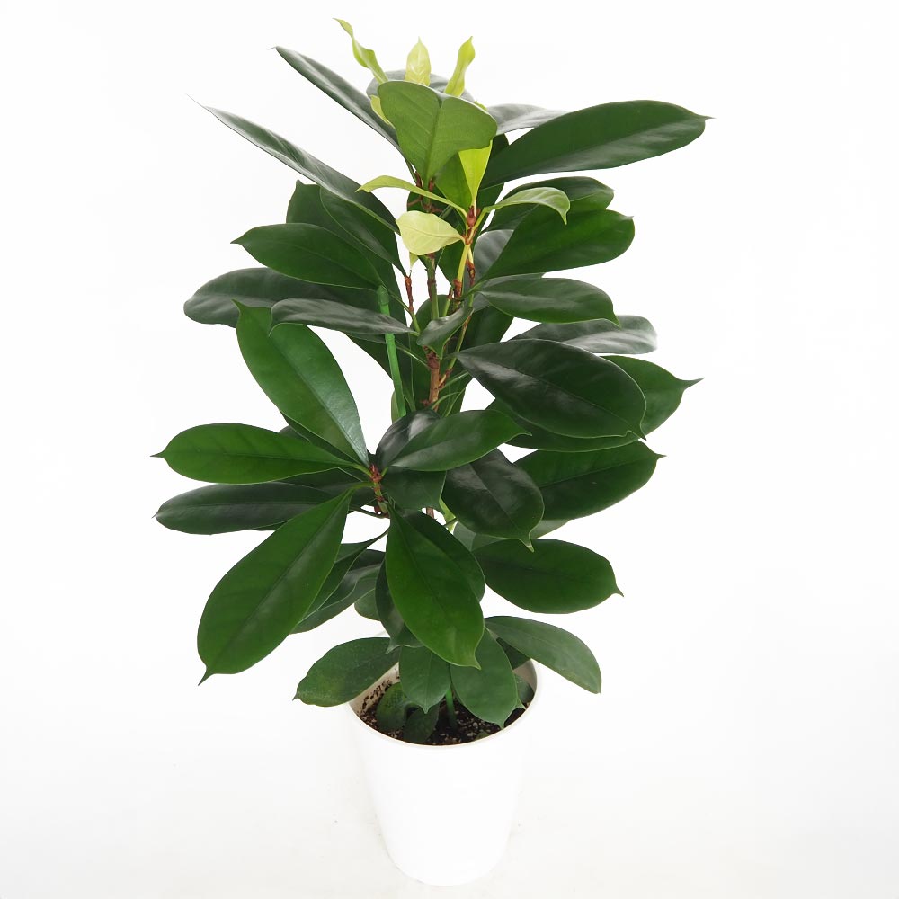 フィカス キアティスティプラ 10.5号 フィカス：キアティスティプラ 5号鉢植え の通販 | 園芸ネット