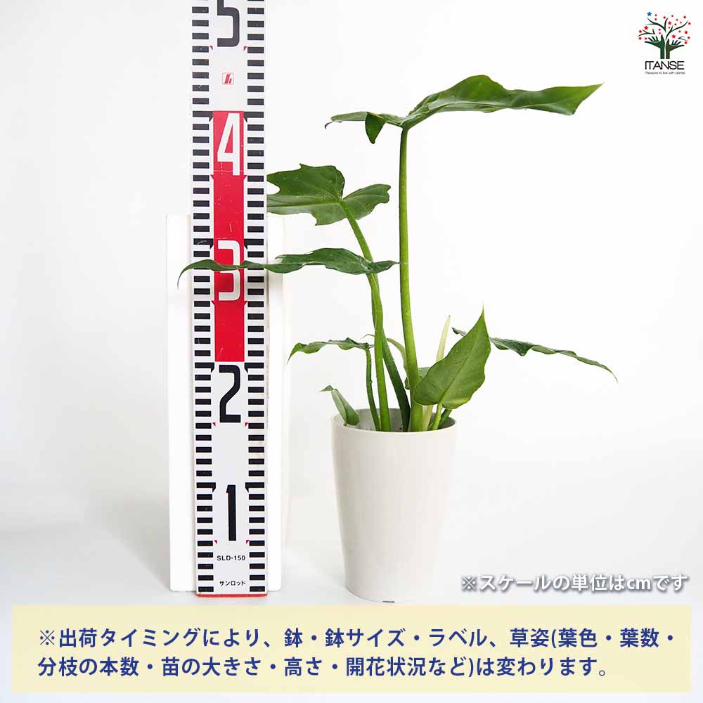 フィロデンドロン マヨイ 【観葉植物 4号／1個売り】｜ 【植物の