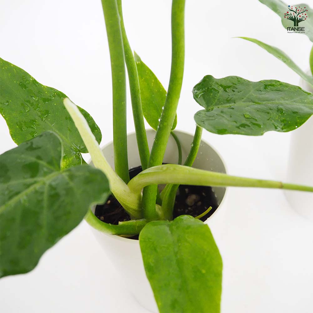 フィロデンドロン マヨイ 【観葉植物 4号／1個売り】｜ 【植物の