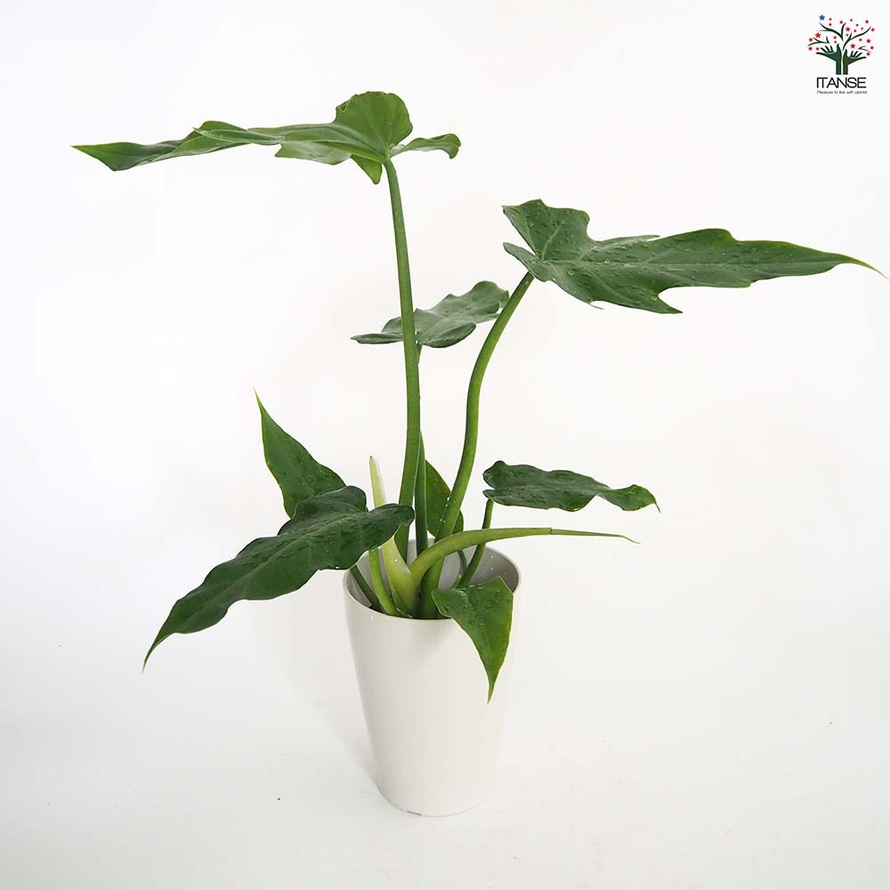 フィロデンドロン マヨイ 【観葉植物 4号／1個売り】｜ 【植物の