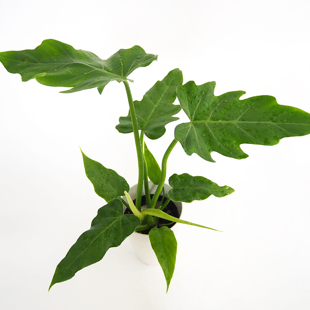 フィロデンドロン マヨイ 【観葉植物 4号／1個売り】