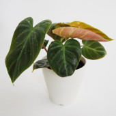 フィロデンドロン エルチョコレッド 【観葉植物 4号／1個売り】|観葉植物