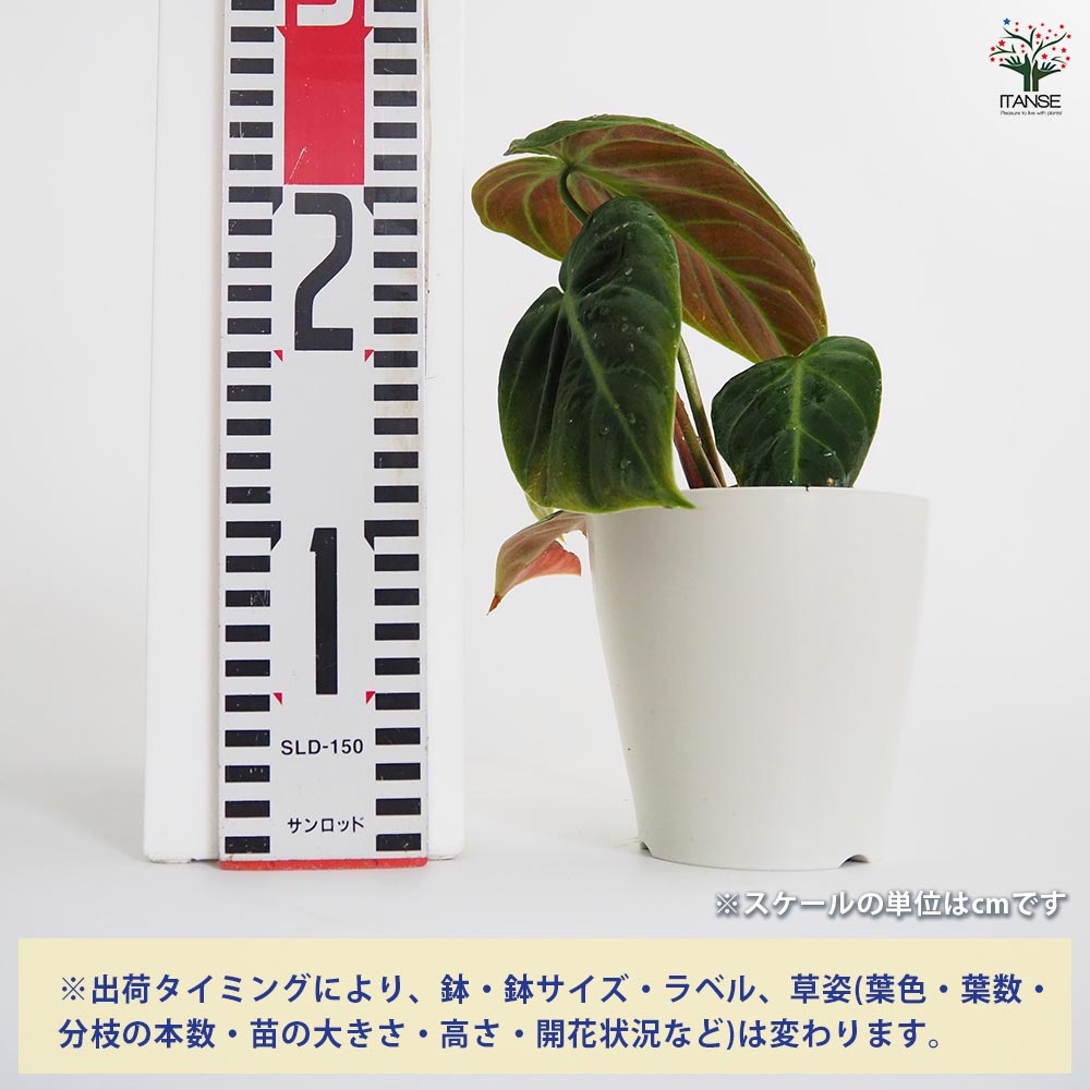 フィロデンドロン エルチョコレッド 【観葉植物 4号／1個売り