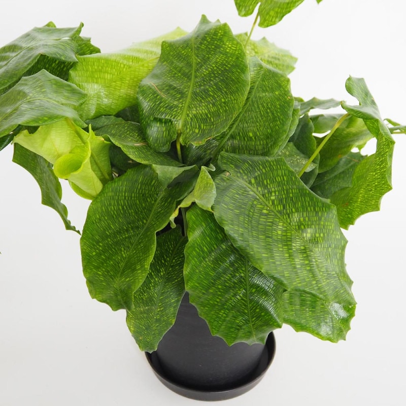 観葉植物 カラテア ムサイカ(モザイク) 【観葉植物 5号鉢】｜ 【植物の
