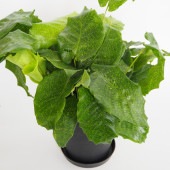 カラテア ムサイカ(モザイク) 【観葉植物 7号／1個売り】|観葉植物