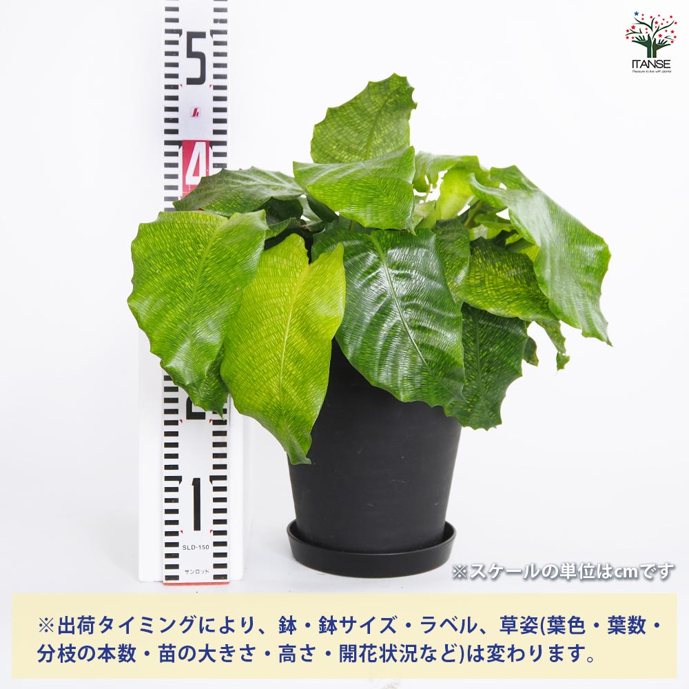 新品　観葉植物　流通量側少ない珍しい品種　カラテア、ムサイカ カラテア ムサイカ | 観葉植物・その他植物 | NIKO FLOWERS+