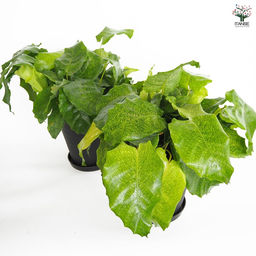 カラテア ムサイカ(モザイク) 【観葉植物 7号／1個売り】｜ 【植物の