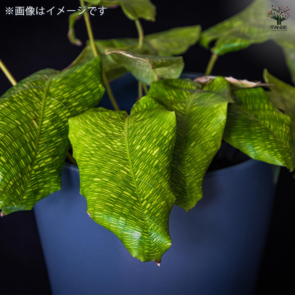 カラテア ムサイカ(モザイク) 【観葉植物 7号／1個売り】｜ 【植物の