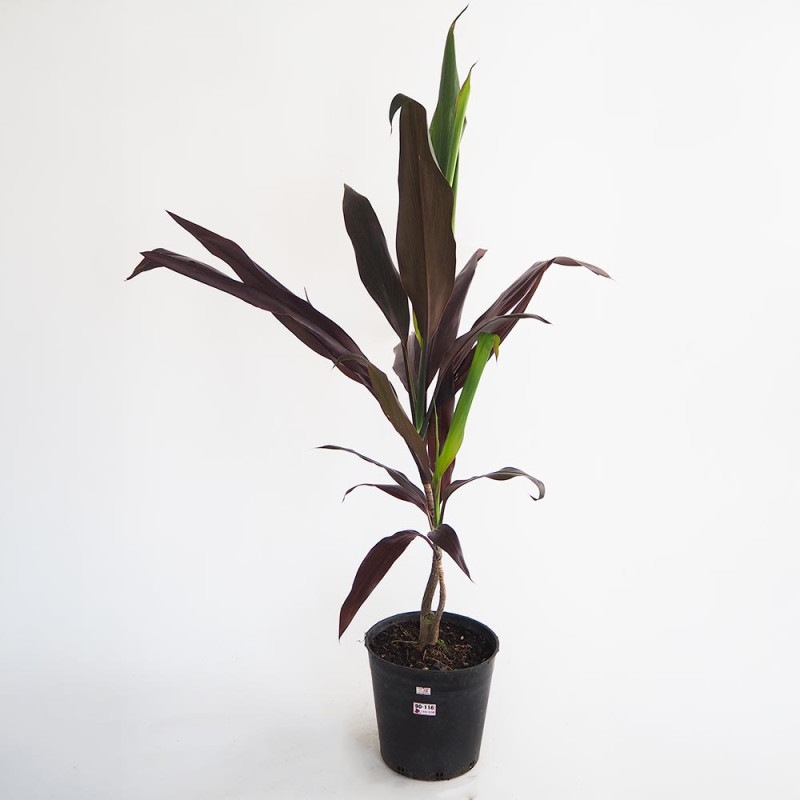 キングサリ　苗 楽天市場】【現品】キングサリ 苗木 樹高1.2m A2067 : 千草園芸