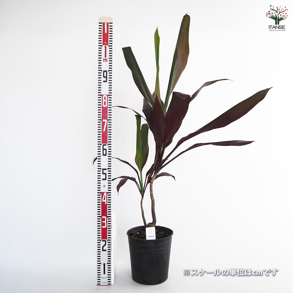 ドラセナ ブラックリーフ 【観葉植物 7号／1個売り】｜ 【植物の