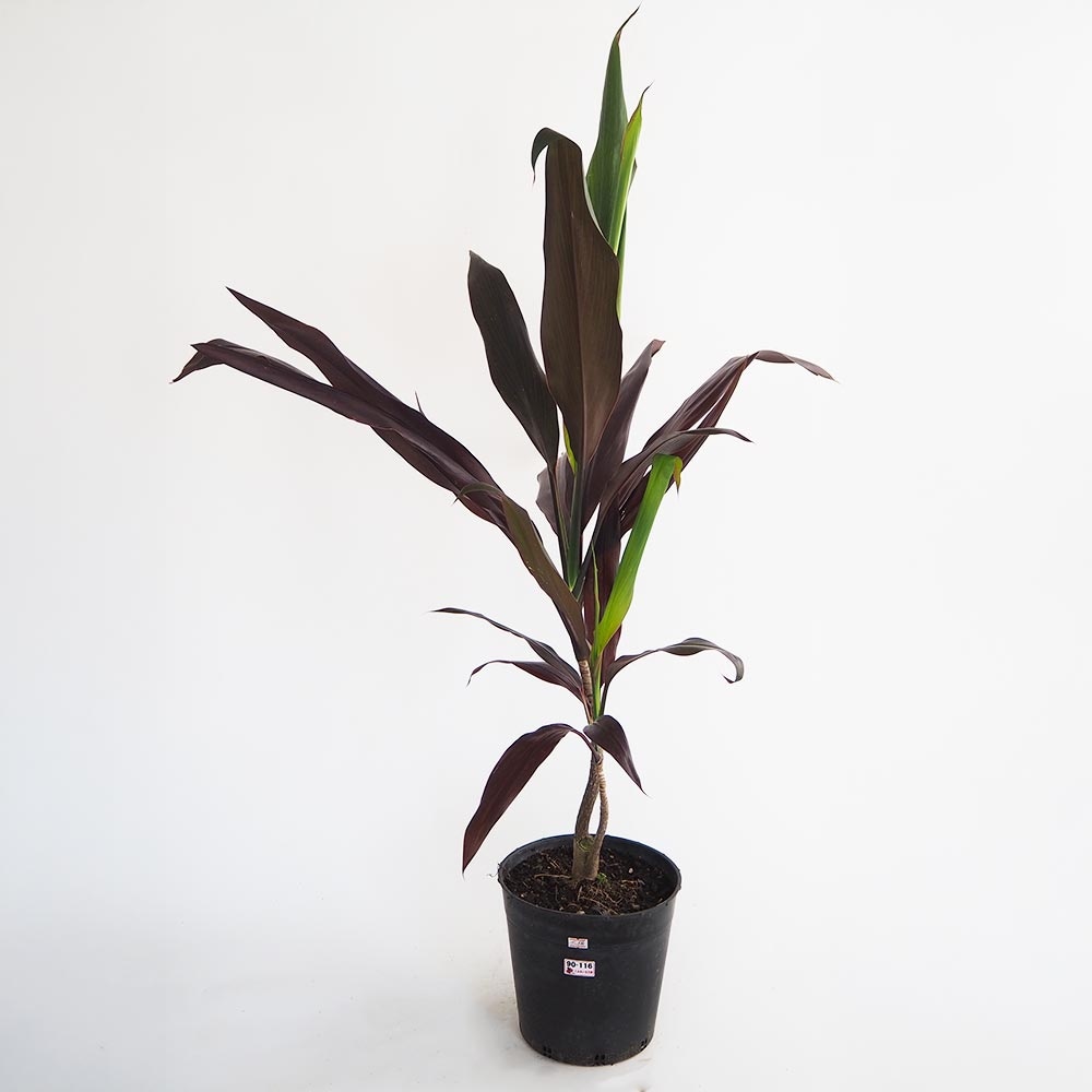 ドラセナ ブラックリーフ 【観葉植物 7号／1個売り】