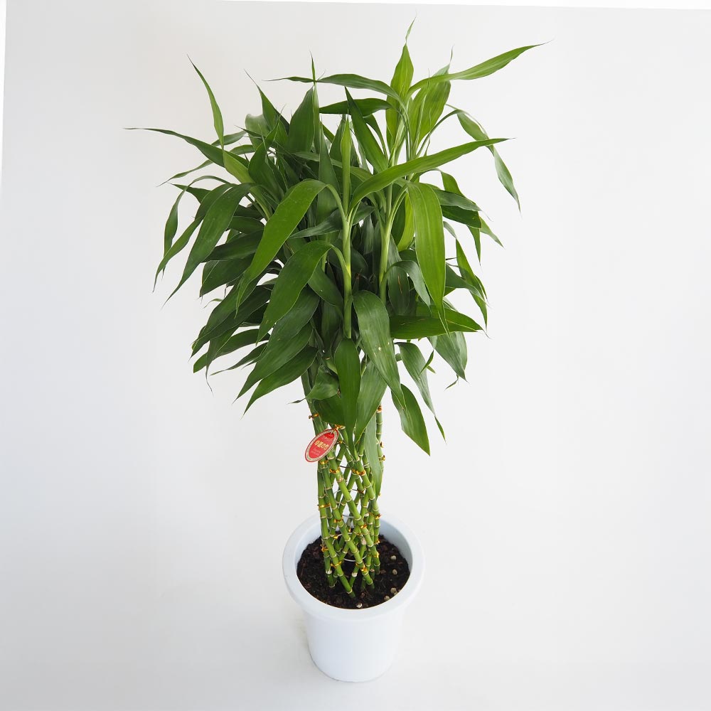 ドラセナ サンデリアーナ 緑葉 【観葉植物 8号／1個売り】