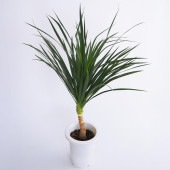 ドラセナ カンボジアーナ 【観葉植物 7号／1個売り】|観葉植物