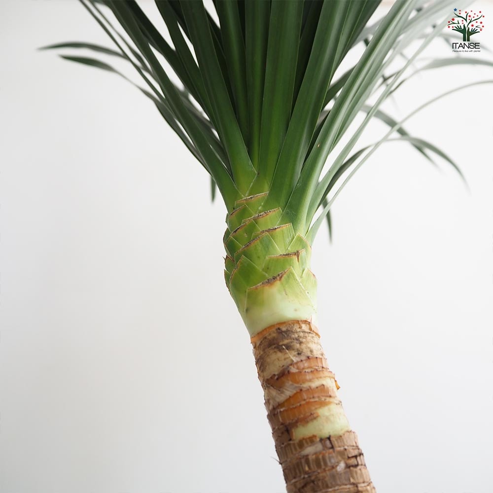 ドラセナ カンボジアーナ 【観葉植物 7号／1個売り】｜ 【植物の