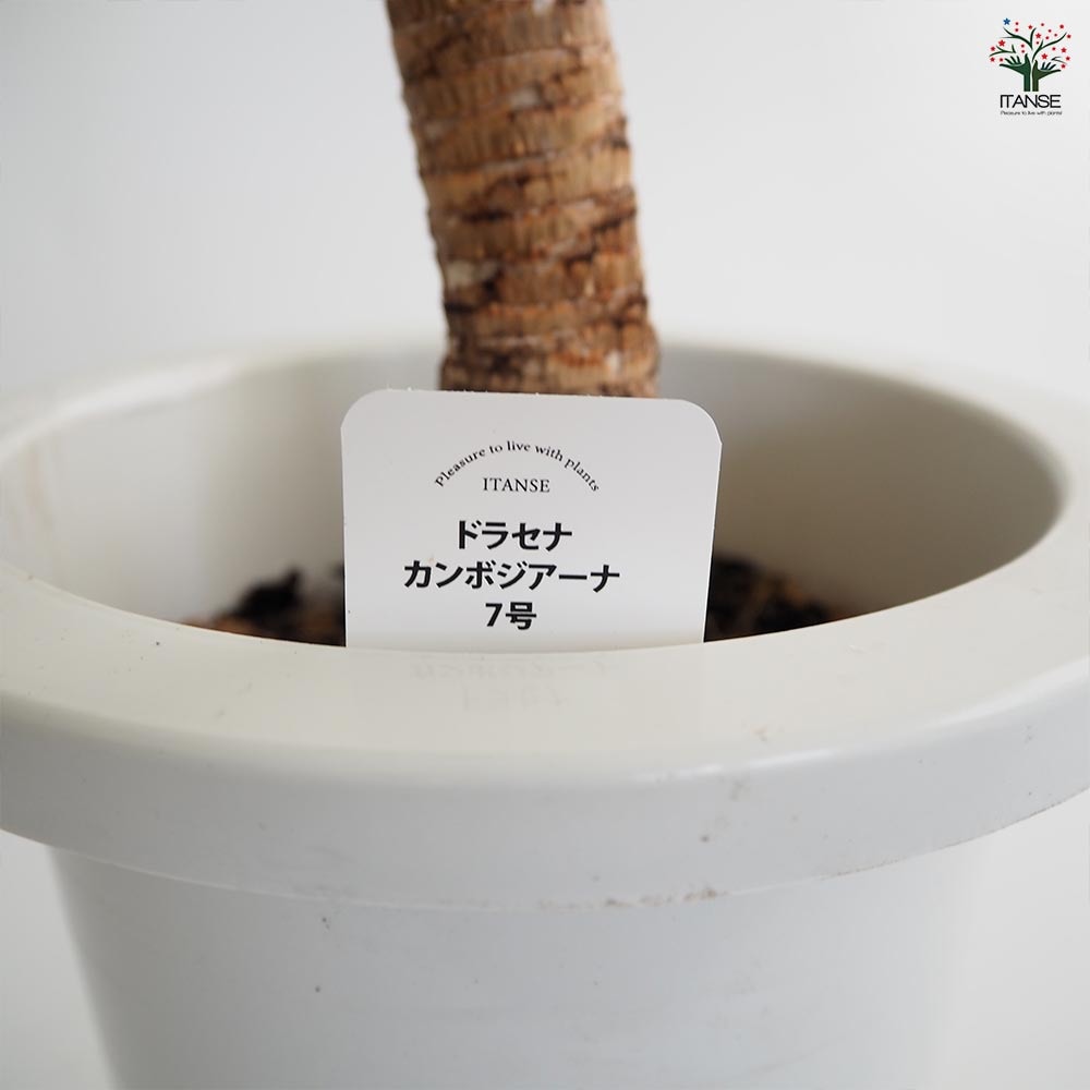 ドラセナ カンボジアーナ 【観葉植物 7号／1個売り】｜ 【植物の