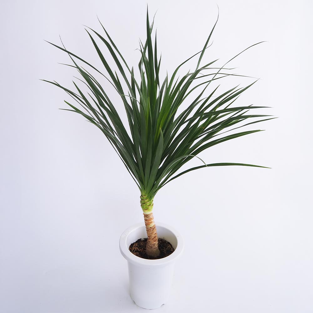 ドラセナ カンボジアーナ 【観葉植物 7号／1個売り】