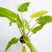 フィロデンドロン ムーンライト 【観葉植物 5号／1個売り】|観葉植物