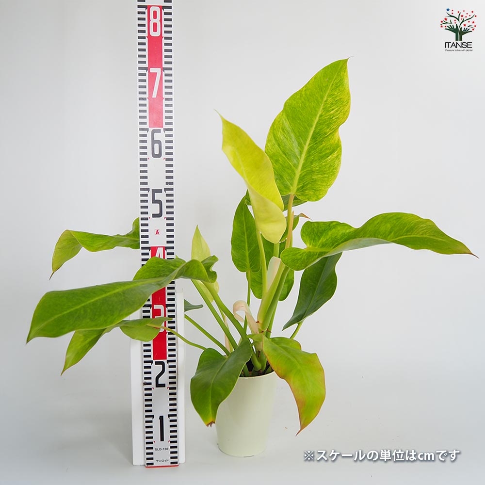 フィロデンドロン ムーンライト 【観葉植物 5号／1個売り】｜ 【植物の